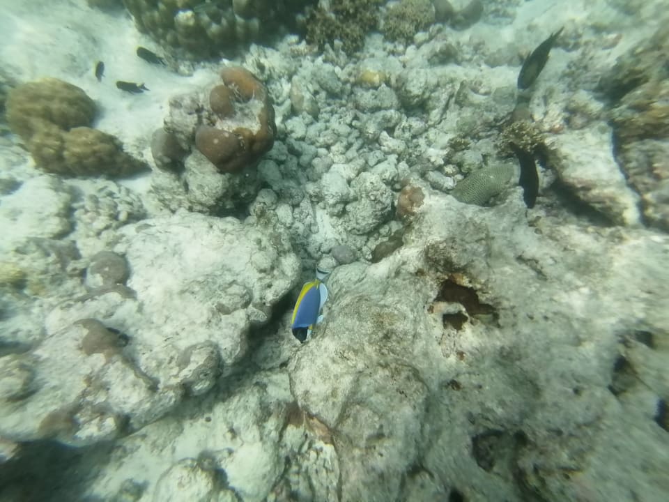 Sport & Freizeit Adaaran Select Meedhupparu Island Resort - Premium All Inclusive