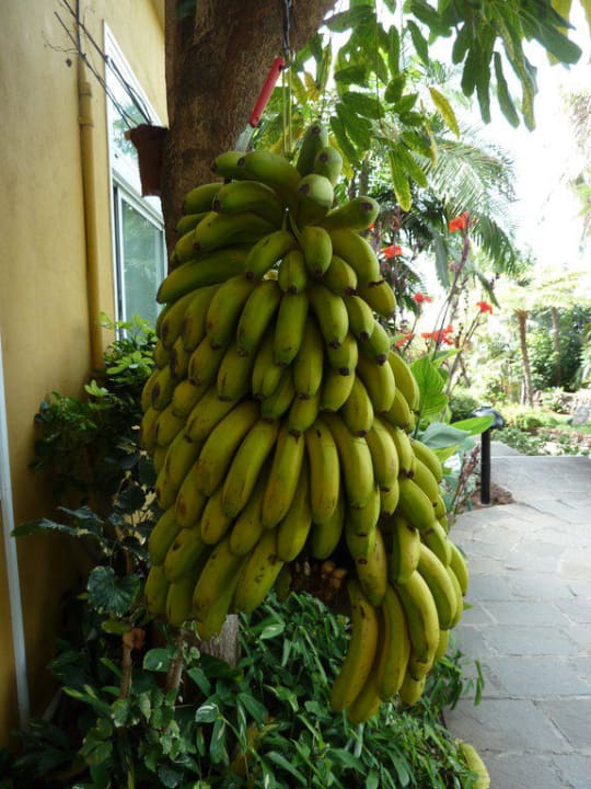 Bananenstaude Hotel Tigaiga