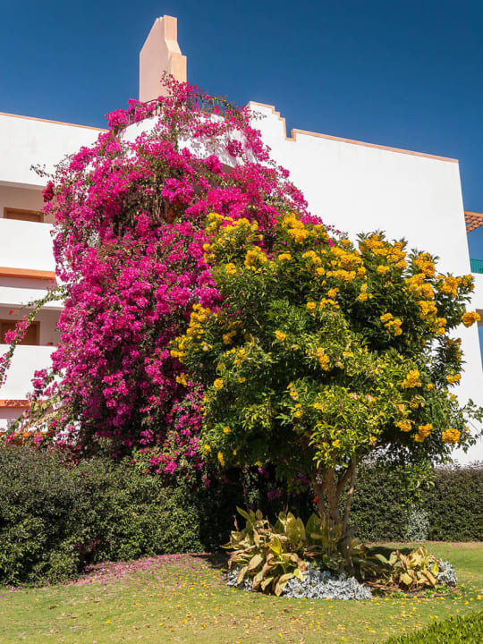 Bluetenpracht in der Gartenanlage Fantazia Resort Marsa Alam