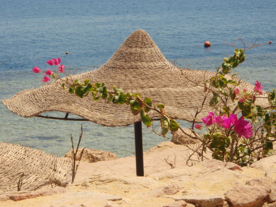 Von der Strandliege aus Renaissance Sharm El Sheikh Golden View Beach Resort