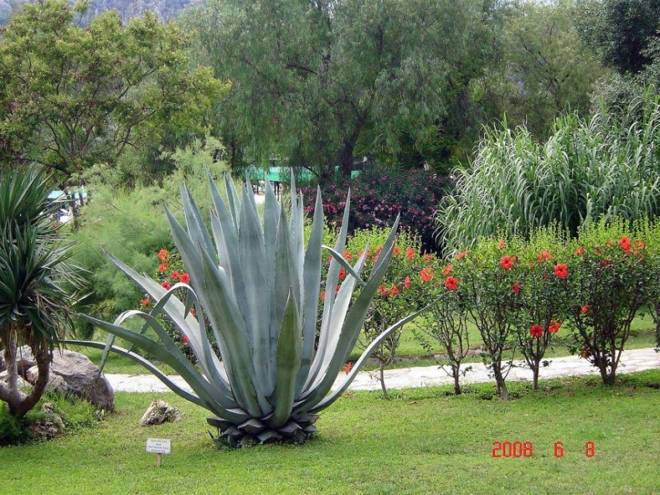 Gartenanlage TUI BLUE Sarigerme Park