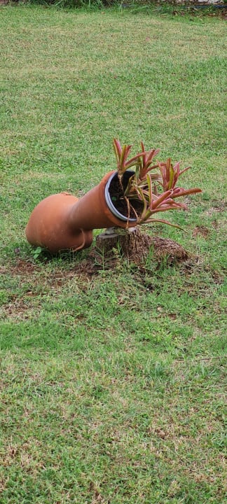 Gartenanlage Hotel Albatros