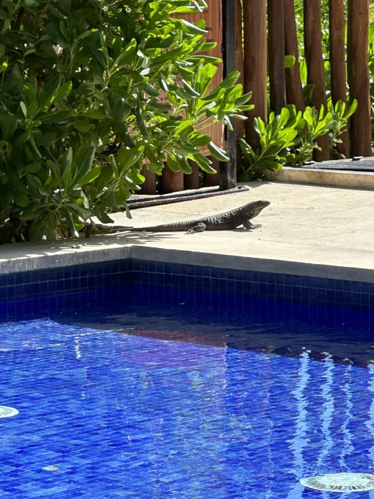 Pool Mystique Holbox