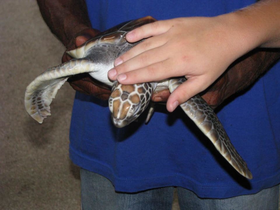 Schildkrötenbaby Kuramathi Maldives