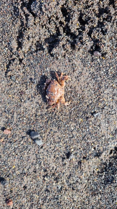 Sonstiges Hotel Riu Palace Tenerife