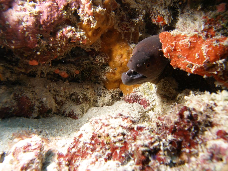 House Reef by diving sight Villa Park Sun Island