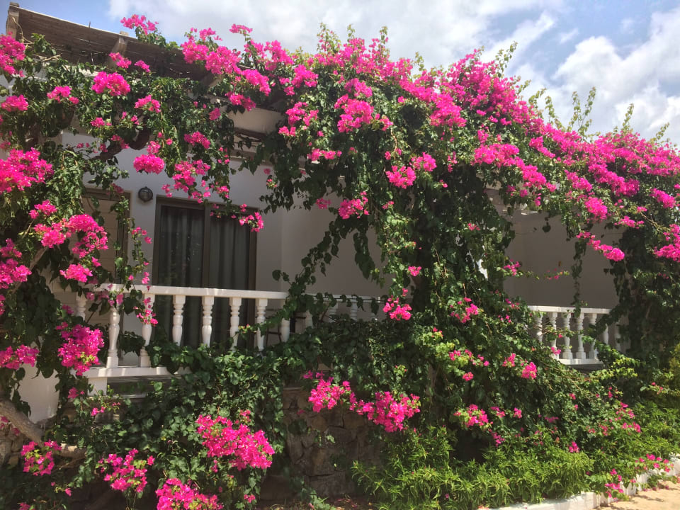 Gartenanlage Kakkos Beach Hotel