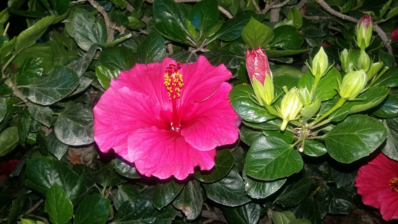 Garten Servatur Playa Bonita