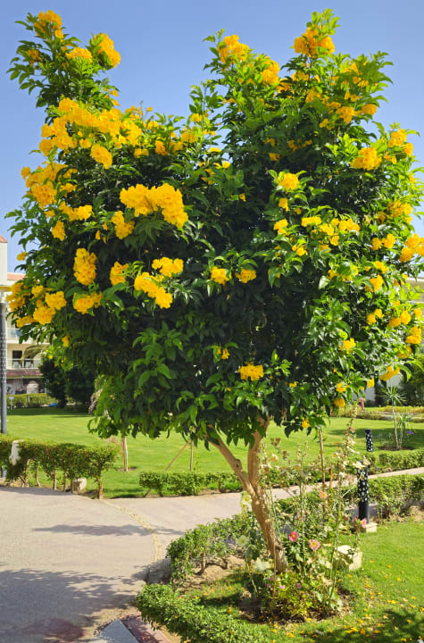 Gartenanlage Amarina Abu Soma Resort & Aquapark