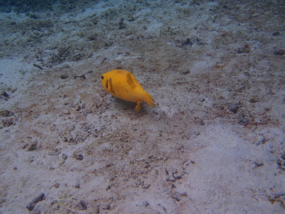 Gelber Kofferfisch Meeru Maldives Resort Island