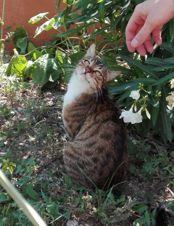 Immer dabei die Miezis  Club Turtas Beach Hotel