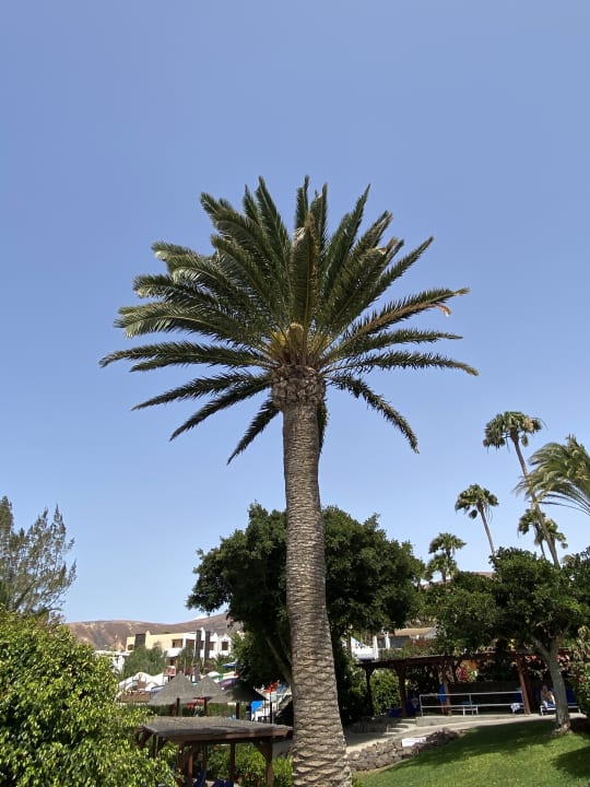 Gartenanlage ROBINSON ESQUINZO PLAYA