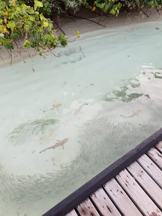 Strand Embudu Village