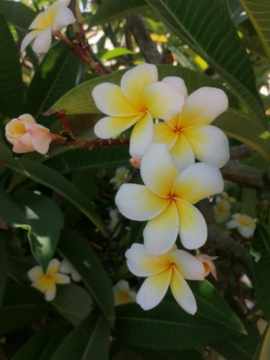 Gartenanlage Steigenberger Coraya Beach - Adults only