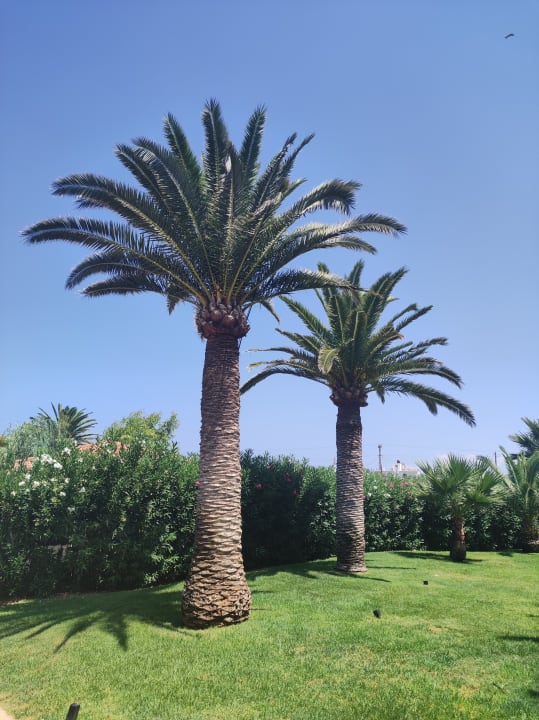 Gartenanlage Anissa Beach & Village