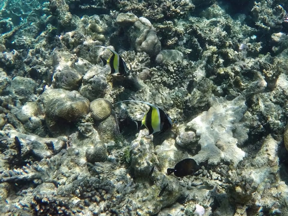 Halfterfische NH Collection Maldives Havodda Resort