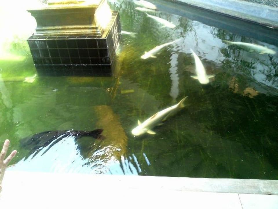 Welse und Karpfen in Hotelteich Club Hotel Dolphin