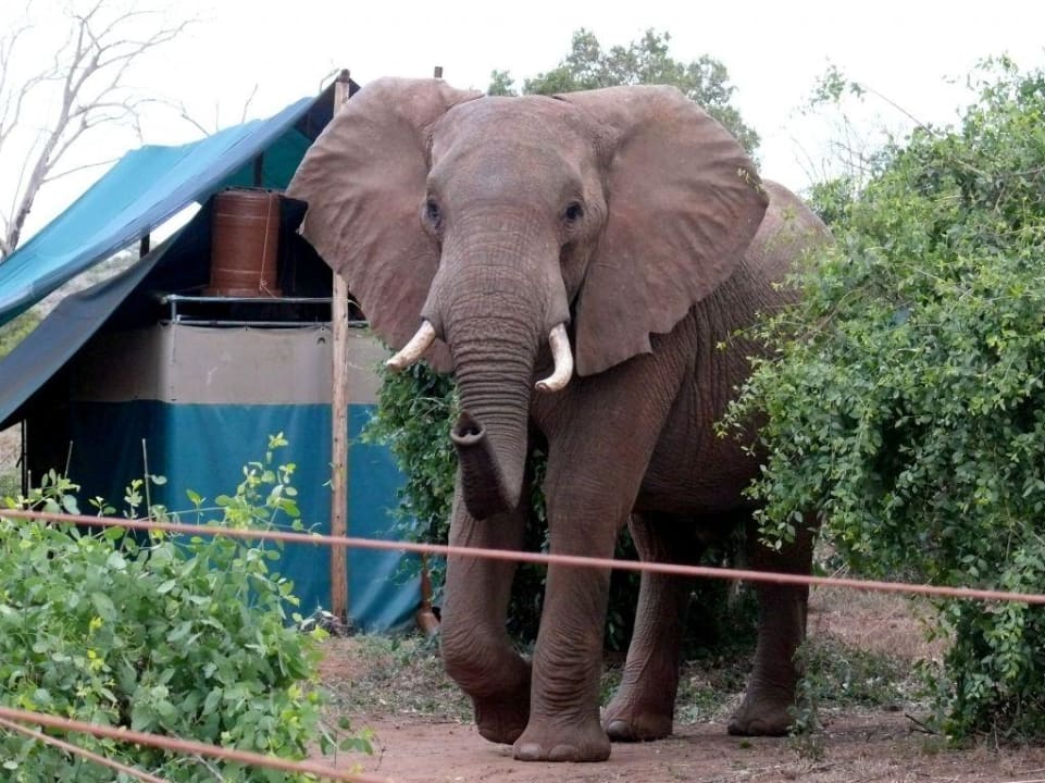 Elefanten im Camp Sentrim Tsavo Lodge