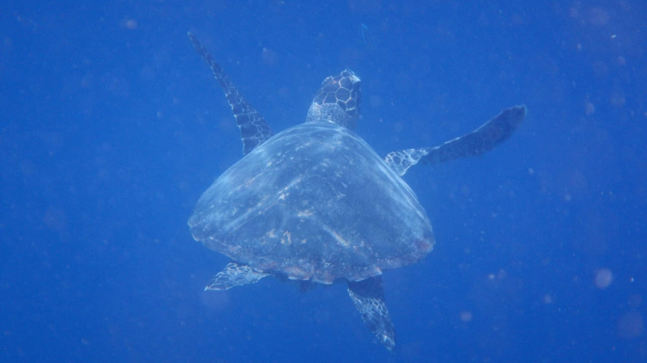 Schnorcheln am Hausriff Ellaidhoo Maldives by Cinnamon