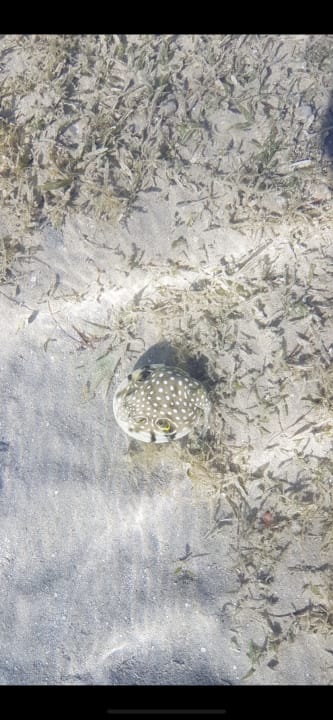 Strand Cleopatra Luxury Resort Makadi Bay