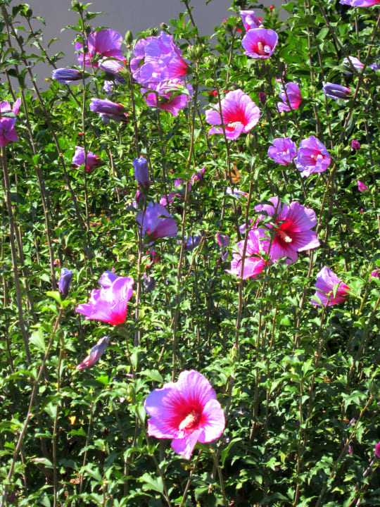 Gartenanlage Fuerte Conil-Resort