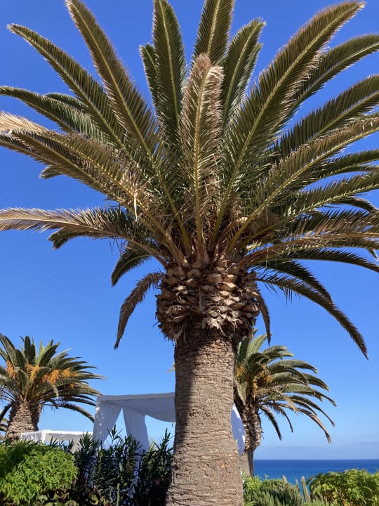 Gartenanlage R2 Pajara Beach