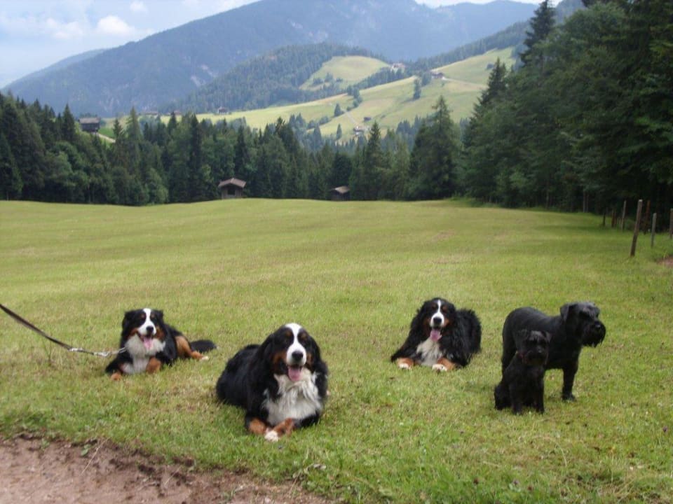 5 dikke vrienden Hotel Auffacher Hof