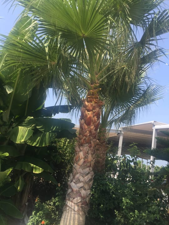 Sehr schöne Gartenanlage  Sunmelia Beach Resort