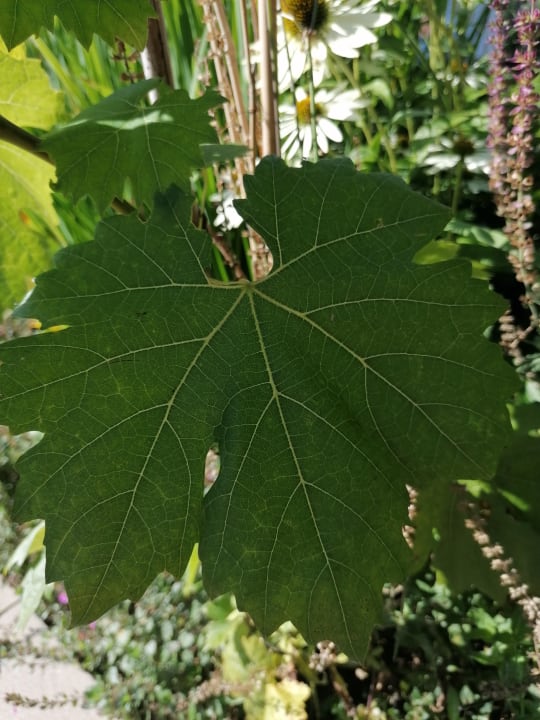 Gartenanlage Hotel St. Florian