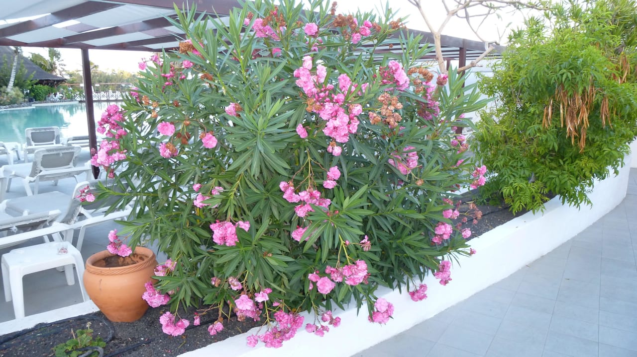 Blumen Club Jandia Princess