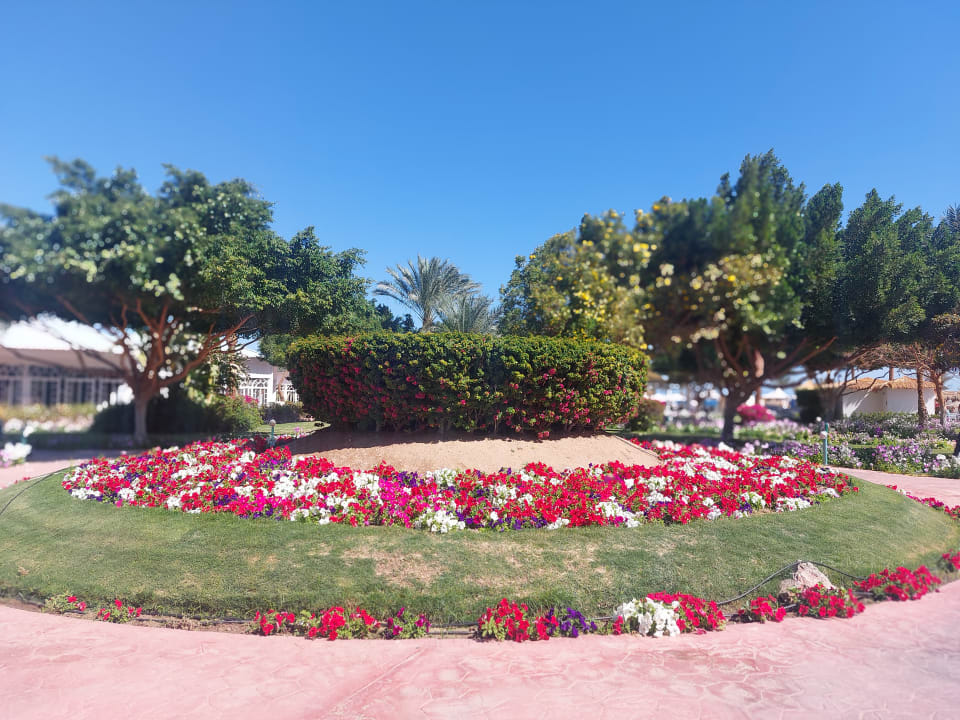 Gartenanlage Desert Rose