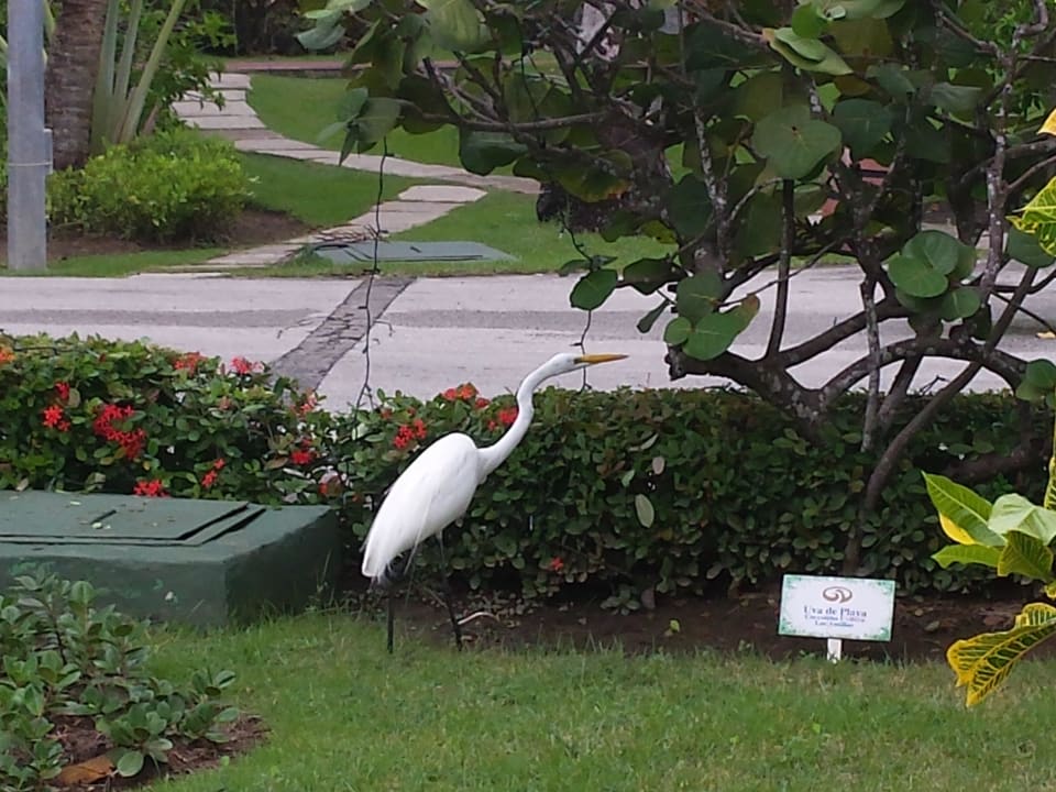 Hotel Grand Palladium Palace Resort, Spa & Casino Hotel Grand Palladium Palace Resort, Spa & Casino