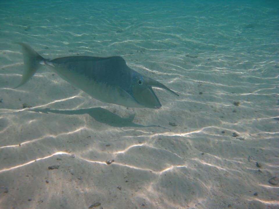 Nasendoktor Summer Island Maldives