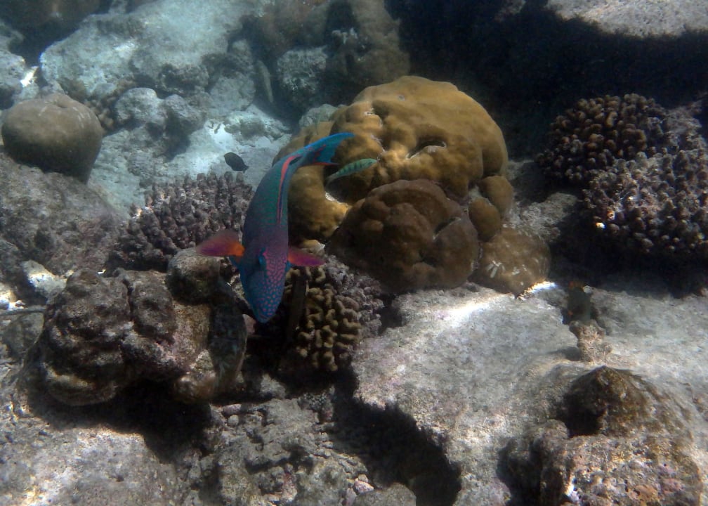 Unter dem Meer Kuramathi Maldives