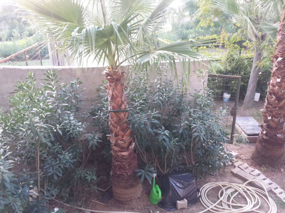 Ausblick auf dem Balkon Can Garden Resort