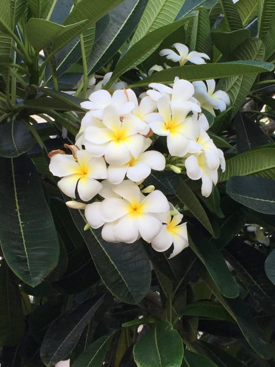 Pflanzen Ajman Saray, a Luxury Collection Resort