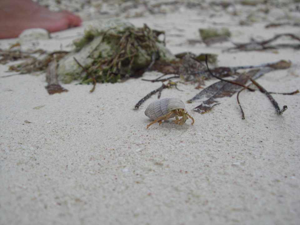 Klein aber oho Grand Palladium Select Bávaro Resort & Spa