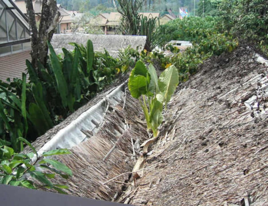 Aussicht vom Balkon Khao Lak Merlin Resort