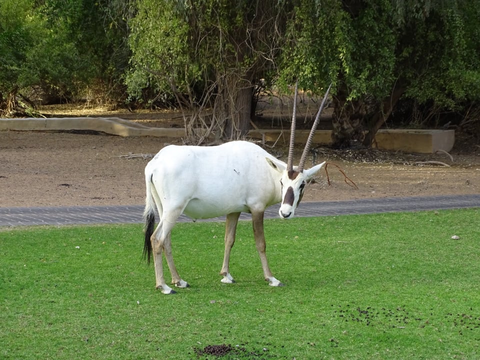 Sport & Freizeit Al Maha, A Luxury Collection Desert Resort & Spa