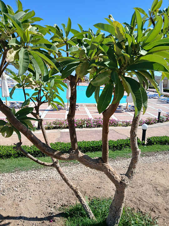 Gartenanlage Amarina Queen Resort Marsa Alam