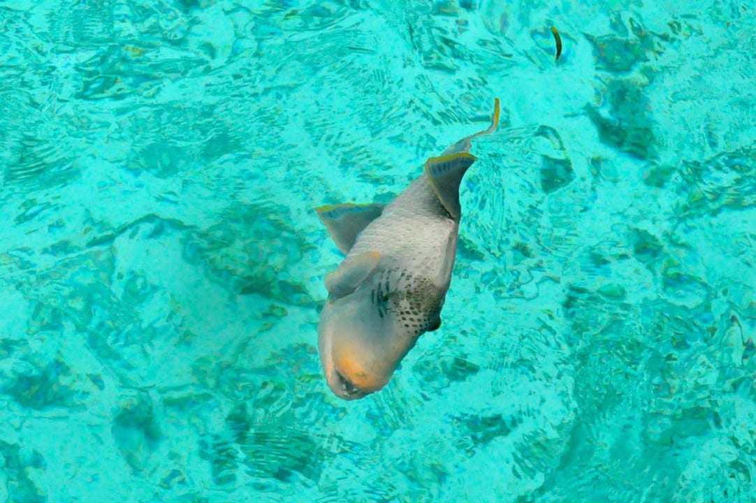 Großer Fisch Meeru Maldives Resort Island