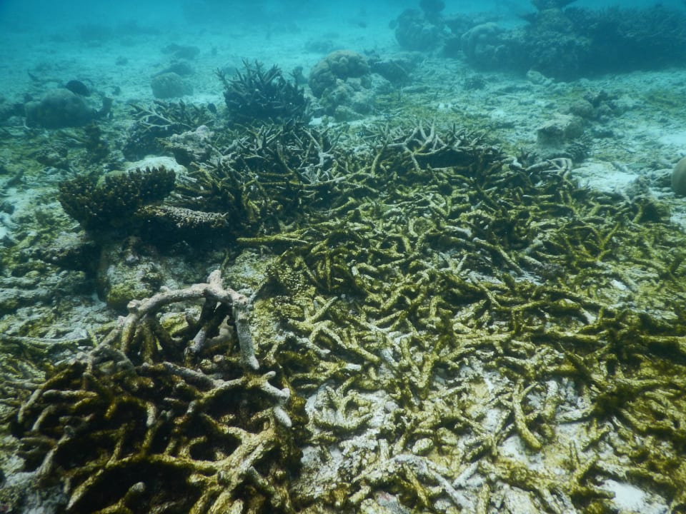 März 2016 Fihalhohi Maldives