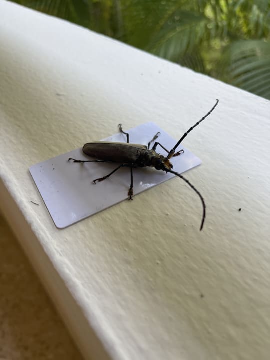 Sonstiges Akumal Bay Beach & Wellness Resort