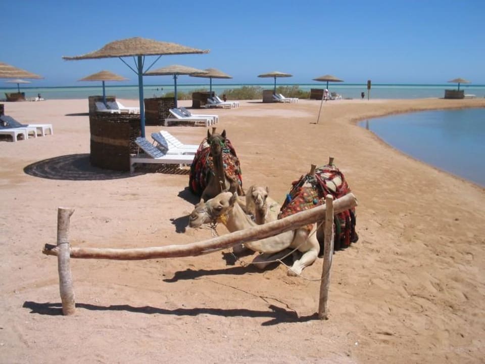 Strandblick Mövenpick Resort & Spa El Gouna