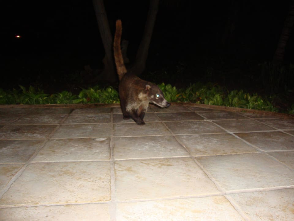 Hotel Catalonia Playa Maroma Catalonia Playa Maroma