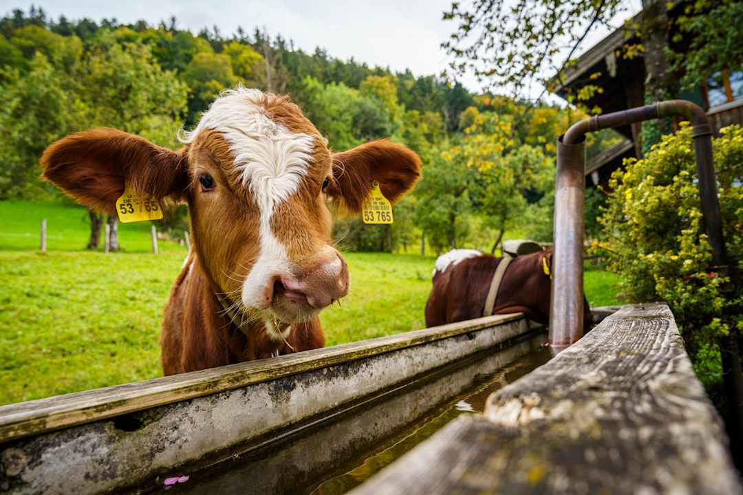 Gartenanlage Bergerhof Gmund Familie Lutz
