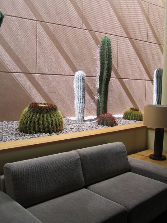 Lobby mit Kakteen Hotel Playa Calera