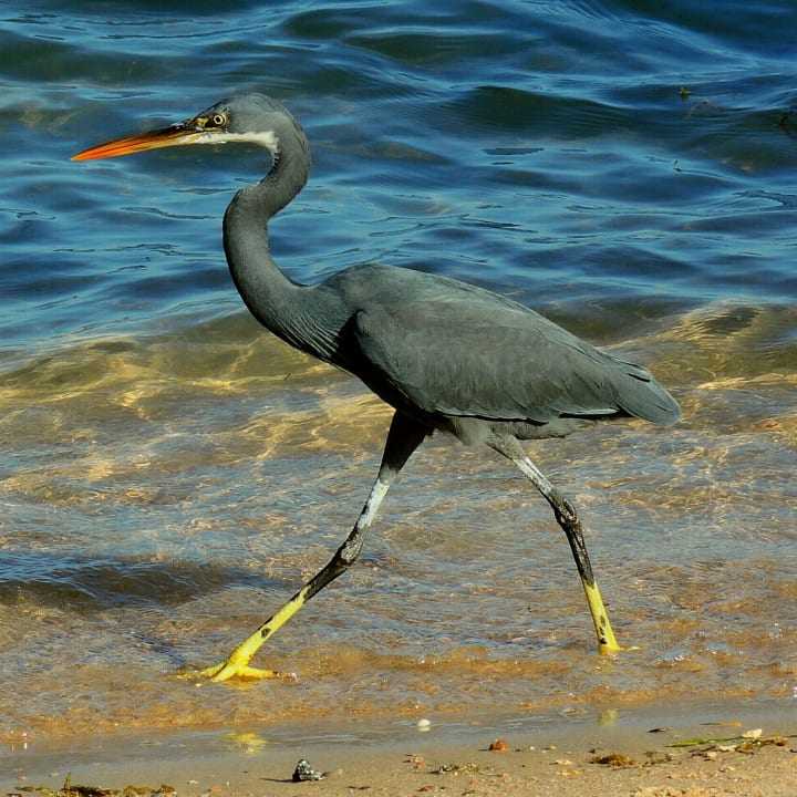 Strand Steigenberger Aqua Magic