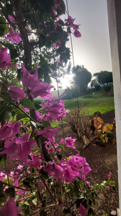 Gartenanlage allsun App.-Hotel Esquinzo Beach