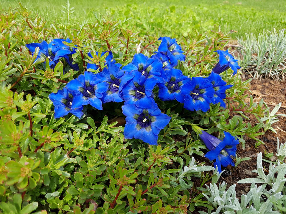 Gartenanlage Mountain Resort Feuerberg